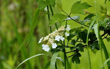 Flowers in the forest,nature in Wisconsin
