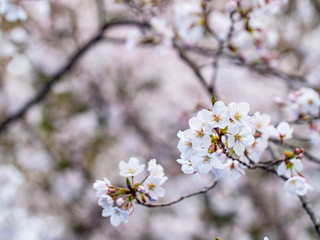 Cherry blossom