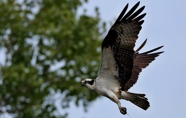 Western Osprey, bird of prey in flight