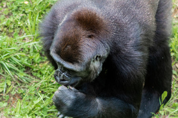 Gorillas enjoying and playing inside their enclosure