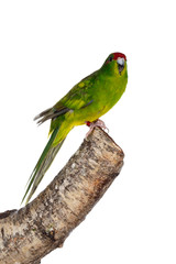 Cute young bright yellow / green Red crowned Kakariki bird. Standing side ways on a branch. Isolated on white background.