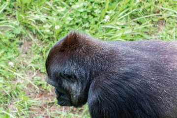 Gorillas enjoying and playing inside their enclosure