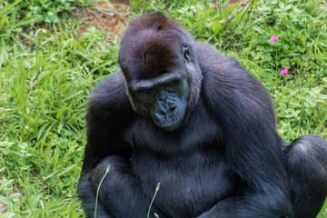 Gorillas enjoying and playing inside their enclosure