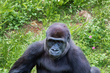 Gorillas enjoying and playing inside their enclosure