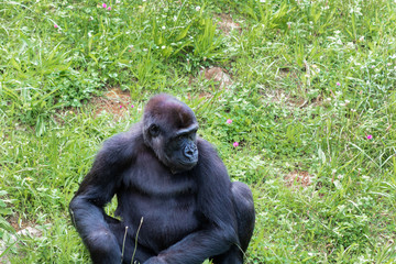 Gorillas enjoying and playing inside their enclosure