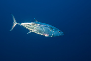 Tuna fish of Rangiroa atoll, French Polynesia.