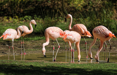 Pink Flamingoes feeding in a shallow pool of water