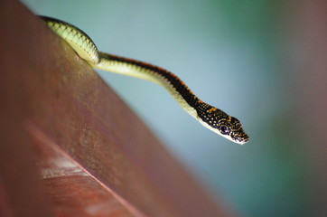 Snake closeup