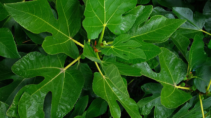 Natural background: lush foliage of a fig tree or Ficus carica, a small shrub growing naturally or in orchards in the Canary Islands and producing a very nutritious fruit consumed both fresh and dried