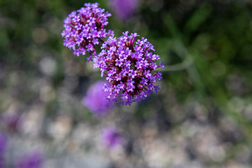 Fleurs violettes