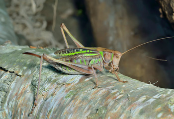 Grasshopper, doe 8