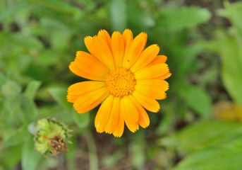 Flower of marigold 2