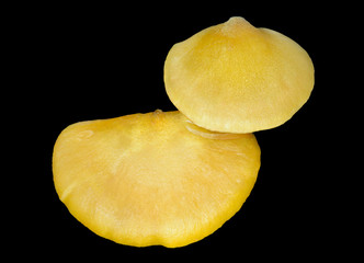 Edible mushrooms (Sarcomyxa serotina) 3