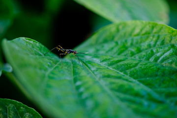 Small insect is caught on a green leaf.