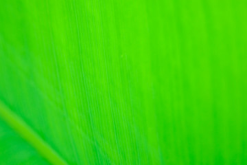 tropical leaf texture nature green background.