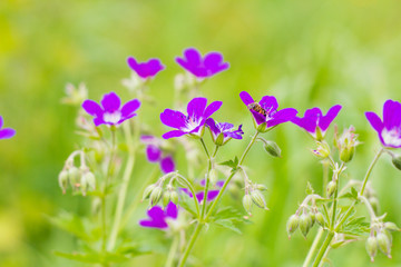 Fototapeta premium green summer meadow with beautiful purple flowers and bees