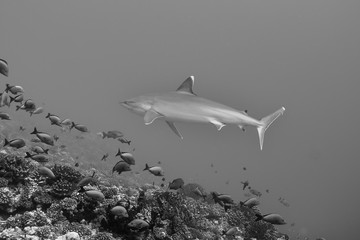 Fototapeta na wymiar Silvertip shark (carcharhinus albimarginatus) of Rangiroa atoll, French Polynesia.