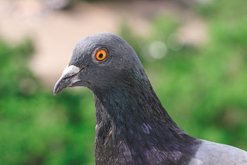 urban pigeon on the window of a residential house.