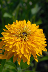 Yellow daisy on a bed in the summer garden