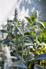 Gray buds on plant with furry leaves.
