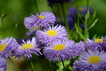 Blue flowers in the flowerbed in the summer season