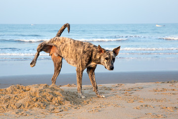 Wild dogs on the north goa beach