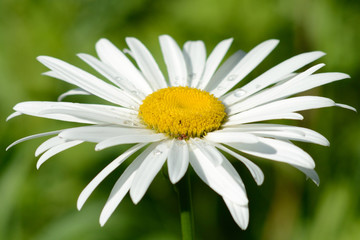 Fototapeta premium White daisy in summer on the garden plot
