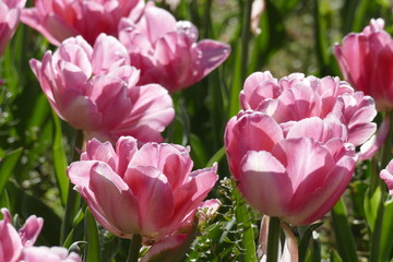 Fototapeta premium Rote Rosen