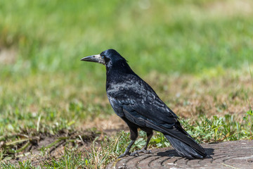 Black Crow Standing on the Ground