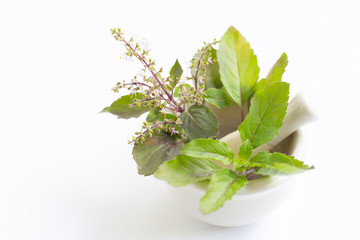 Holy basil leaves with flower in porcelain mortar on white