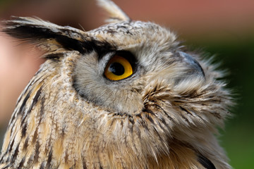 Eagle owl portrait - looking up