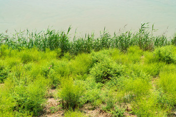 Green dense vegetation by the river