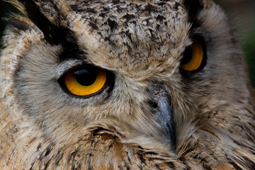Eagle owl portrait - yellow eyes are looking in the cameralens