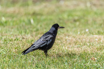 Fototapeta premium Black Crow Standing on the Ground