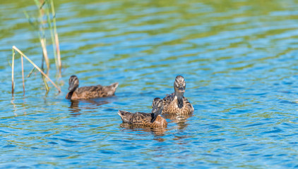Mallard Duck and Ducklings Swimming on a Lake at a Wetlands
