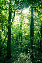 Impressive trees in the forest. Fresh green leaves and sunshine, springtime. Bottom view.