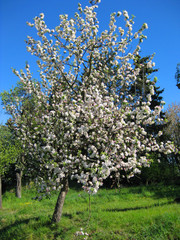 Wilder Apfelbaum im Blütenkleid