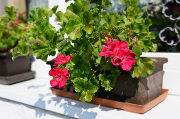Red geranium flowers outdoors in a box.