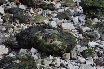 Rock covered in sea weed