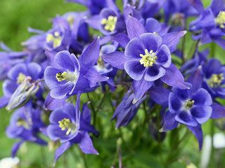 Blue columbine flowers outside in the garden.