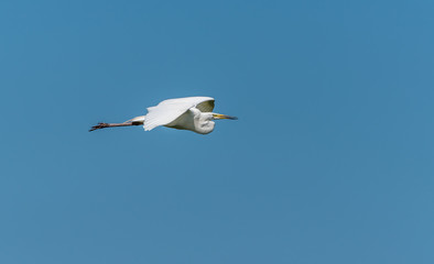 Great White Egret Flying in a Blue Sky Over Wetlands