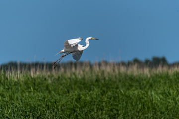 Great White Egret Flying in a Blue Sky Over Wetlands