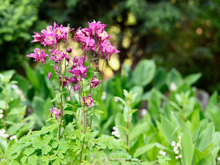 Purple columbine flowers outside in the garden.
