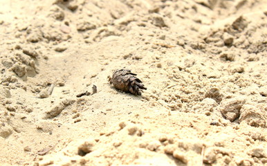 Cone on the beach