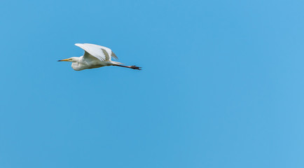 Great White Egret Flying in a Blue Sky Over Wetlands