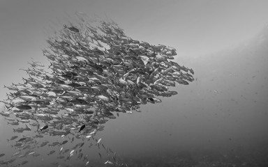 School of Bigeye jack fish (Caranx sexfasciatus) of Rangiroa atoll, French Polynesia.