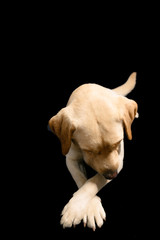 Closeup Portrait in studio of blond labrador  looking down with the legs crossed on black background