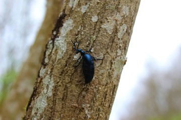 Beetle