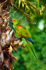 Red-fronted macaw ara portrait on a palm. On of the endangered species. - 274252669
