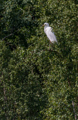Great White Egret Perched in a Tree